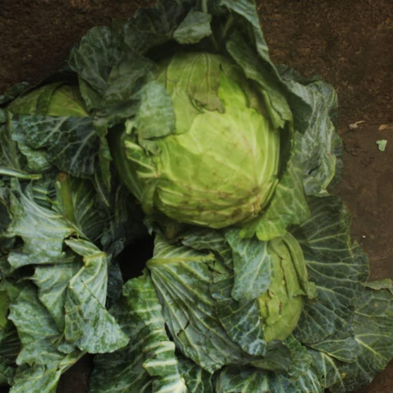 Cabbage