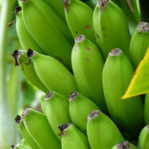 Plantain