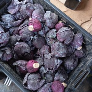 Purple Gabbage.
